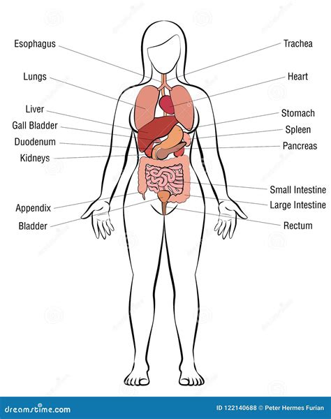 Cuerpo Humano Femenino Anatomia Dinami