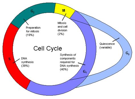 How Is Cancer Related To The Cell Cycle