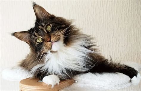 Maine Coon Temperament 4 Facts You Need To Know