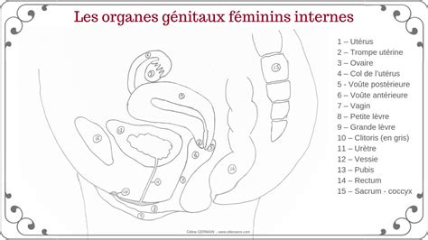 Les Organes Génitaux Féminins Elle En Sens