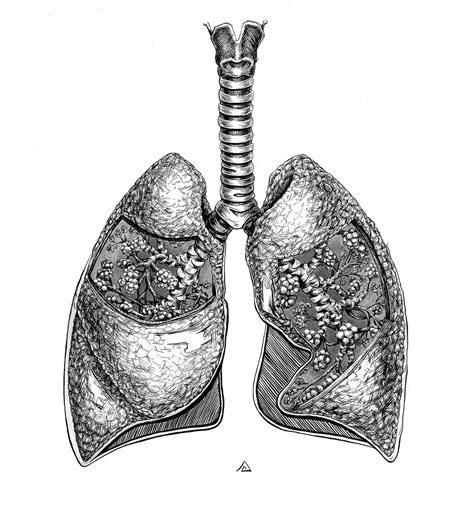 Lungs Art Drawing Black And White