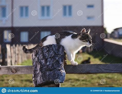 Small White And Grey Cat Walking On The Fence Close Up Picture Of A