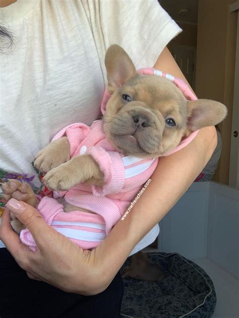 Nw Frenchies Lilac Sable French Bulldog Puppy French Bulldog Puppies