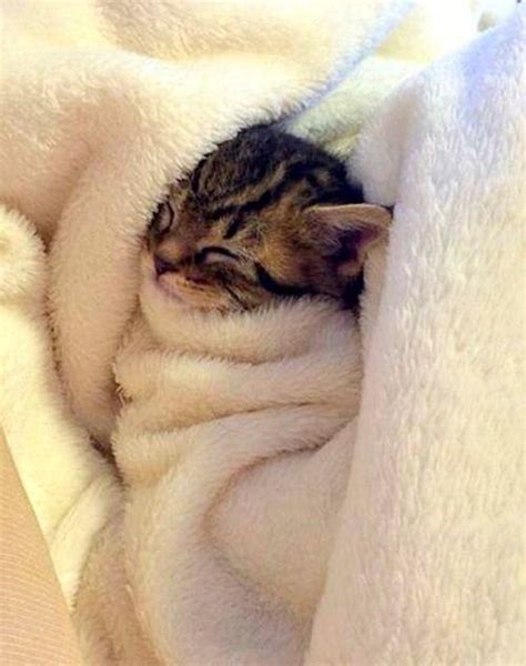 21 Adorable Tucked In Cats