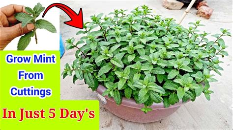 Grow Mint From Cuttings In Just 5 Days At Home In Pots Mint Growing