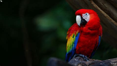 Online Crop Scarlet Macaw Parrot Birds Scarlet Macaw Macaws Hd