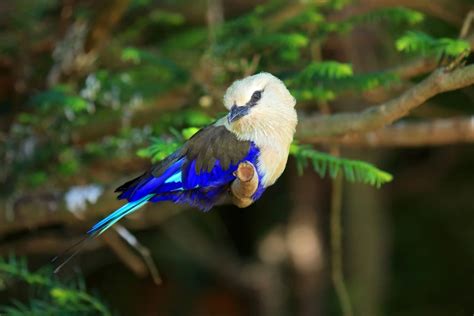 The Fauna Bulgaria