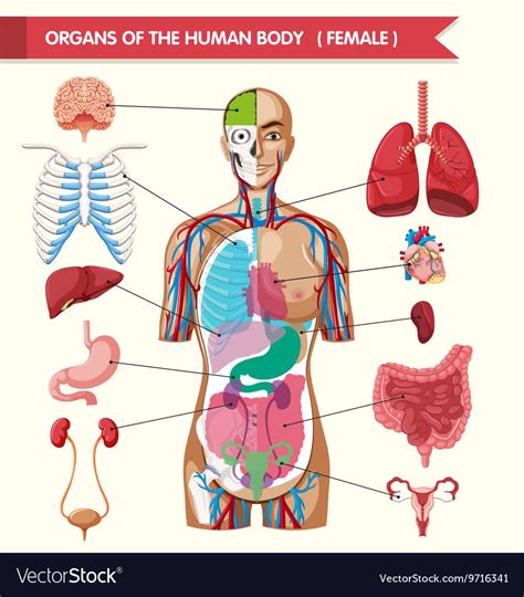 Anatomy chart internal organs of the human body. Organs of the human body diagram Royalty Free Vector Image