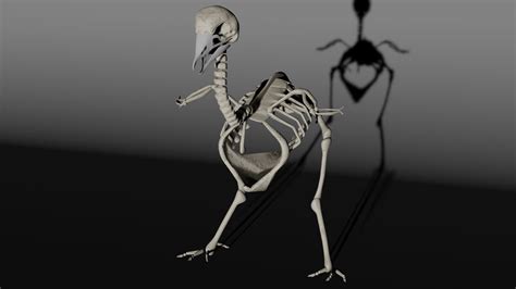 Bird Skeleton 3d Model Cgtrader