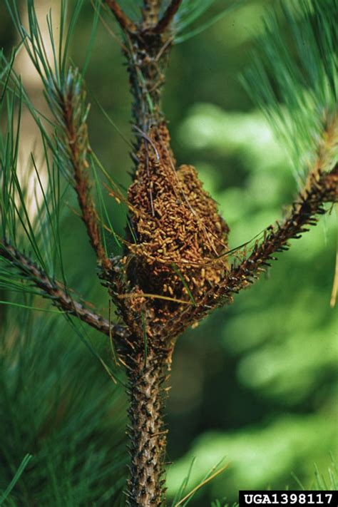 Pine Webworm Pococera Robustella On Red Pine Pinus Resinosa 1398117