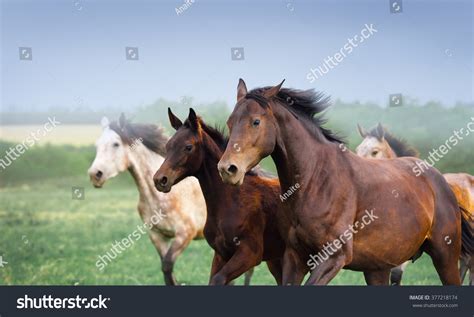 Mare Foal Galloping Field Three Horses Stock Photo 377218174 Shutterstock