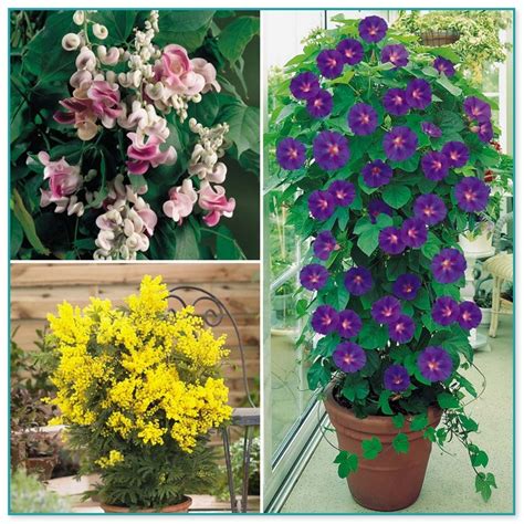 Climbing Flowering Plants For Zone 5 Home Improvement