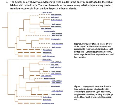 Solved The Figures Below Show Two Phylogenetic Trees Similar To The