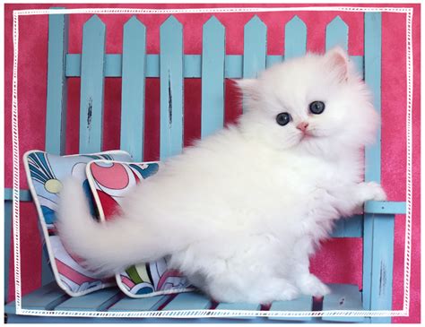 White Fluffy Kittens For Sale Anonimamentemivida