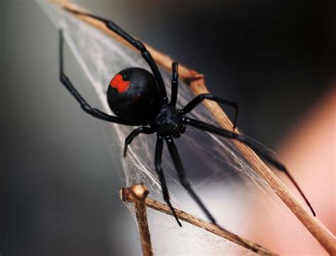 13 Spider In Black The Worlds Most Dangerous Spiders Warning