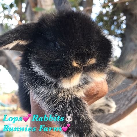 Holland Lop Bunnies And Rabbits Rabbits And Bunnies Farm California