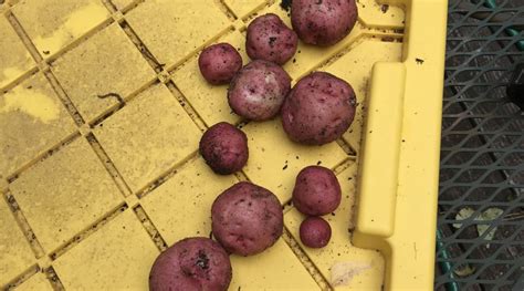 5 Gallon Bucket Potatoes Harvest Garden Planters