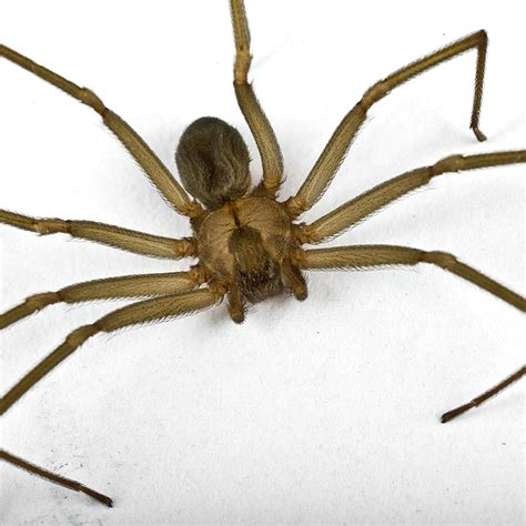 Preventing Brown Recluse Spider Infestations | Bug Authority Pest Control
