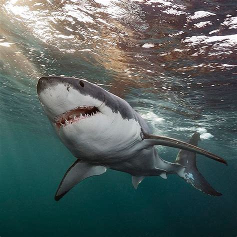 Photo By Brianskerry A Great White Shark Swims Below The Surface In