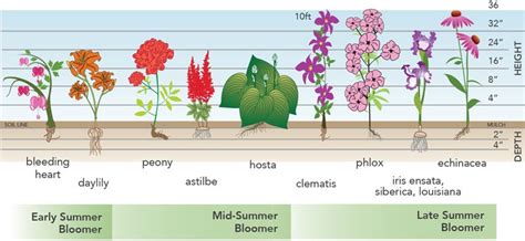 Bloom Times For Some Early To Late Summer Flowering Plants