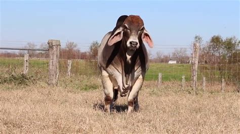 Find the perfect brahman cattle stock photos and editorial news pictures from getty images. Brahman Cattle - a ideal bull - YouTube