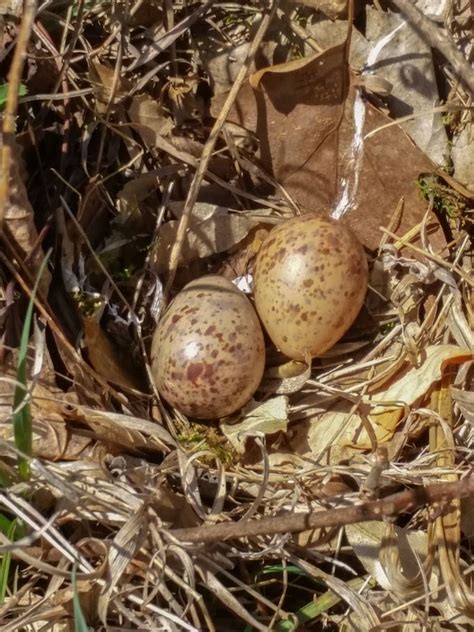 Egg And Nest Identification Bird Eggs Eggs Nest