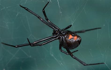Black widow spiders carry a potent venom that can affect humans, but only mature females have chelicerae (mouthparts) long enough to break human skin. How To Avoid Black Widow Spiders