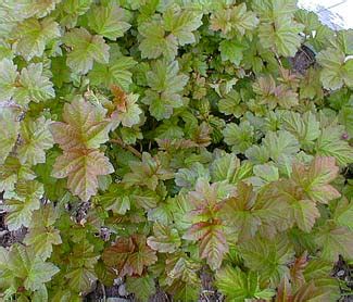 Flowers in spring, red fruit in late summer and red fall color. Paghat's Garden: Viburnum opulus 'Nanum'