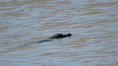 Alligator Swimming In Lake Livingston Texas In The Spring 2015 Youtube