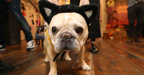 PetSmart's 2017 Halloween costumes for pets