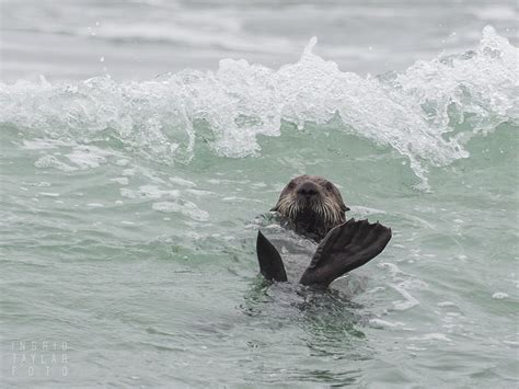 Sea Otters In Monterey Bay Surf Ingrid Valda Taylar