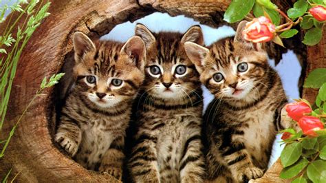 Three Cats Wallpapers Free Beautiful Desktop Wallpapers 2014