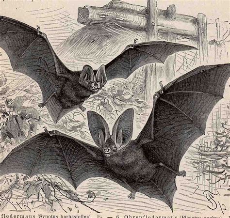 C 1894 Bats Print Original Antique Print Antique Halloween Decor