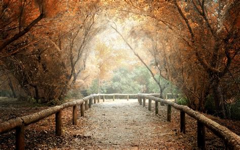 28 Nature Path Background Images Hd Green Wallpaper