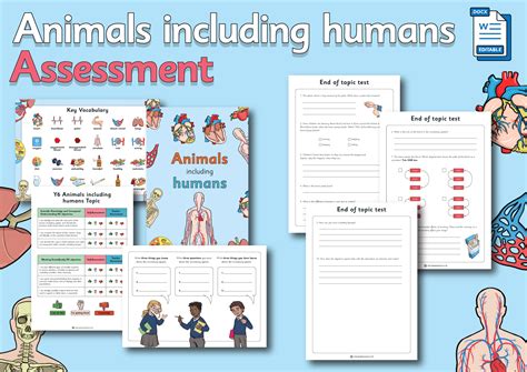 Year 6 Science Animals Including Humans Assessment Pack Grammarsaurus