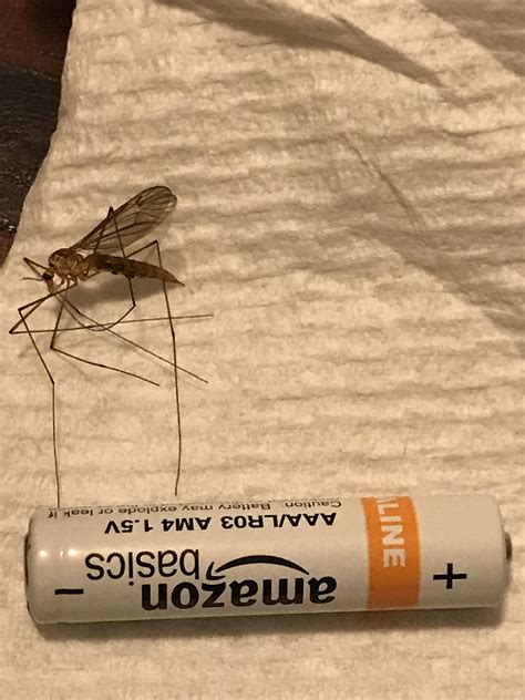 Worlds Largest Mosquito Rwhatsthisbug