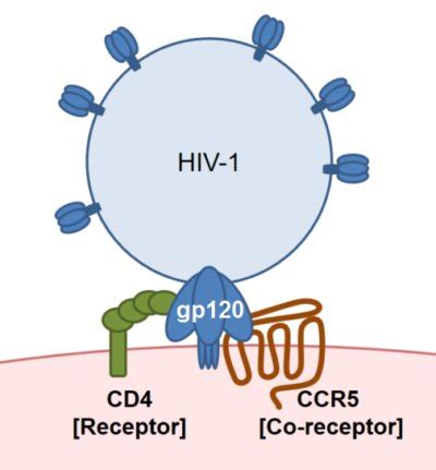 Ccr5 can act as a coreceptor (a second receptor binding site) for hiv when the virus enters a host cell. Comparing human and monkey proteins reveals determinants ...