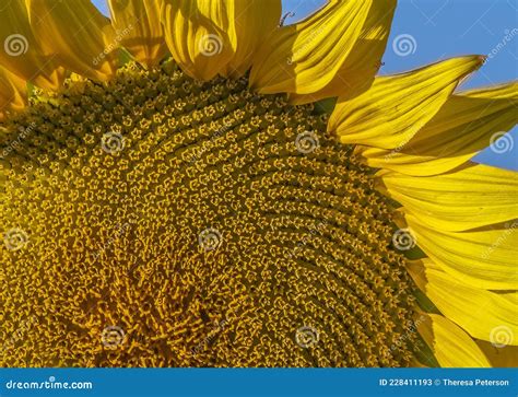 Early Summer Sunlight On A Maturing Sunflower 2 Stock Image Image Of