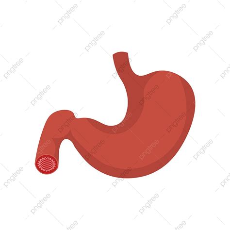 Flat Stomach Vector Art Png Stomach Icon Vector Flat Gut Gut Stomach