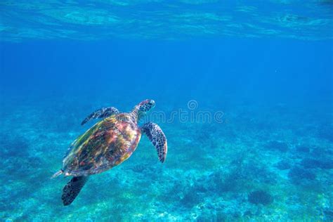 Sea Turtle Underwater Photo Endangered Sea Turtle Closeup Wildlife Of
