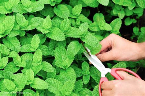 How To Harvest Mint Without Damaging The Plant The Kitchen Herbs