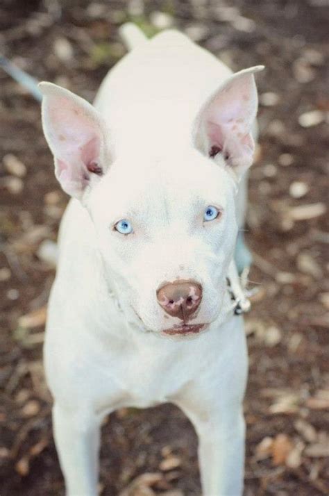 Blue eyed white pitbull puppies for sale. pitbull dogs white with blue eyes color
