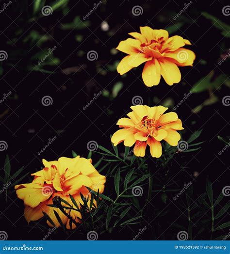 Flowers Make You Smile Stock Photo Image Of Wonderful 193521592