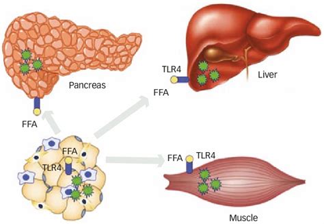 Ectopic Fat And Pro Inflammatory Cytokines Tnf α Il 6 Inos Etc