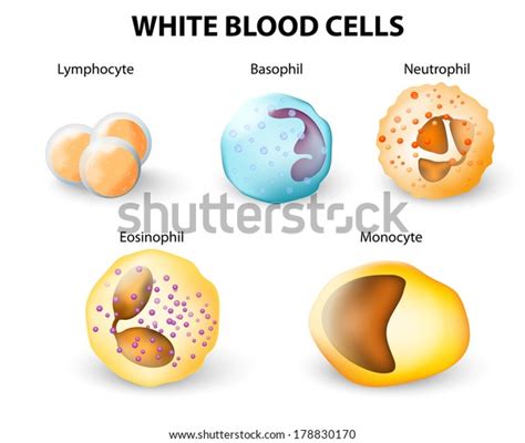 White Blood Cells Monocyte Neutrophil Lymphocyte Stock Illustration