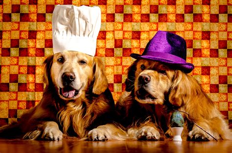 Dogs Two Retriever Hat Animals Wallpapers Wallpapers