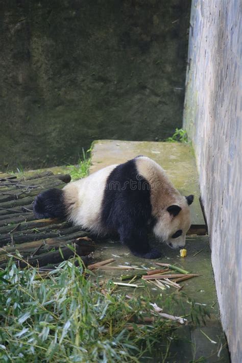The Giant Panda Has Lived On The Earth For At Least 8 Million Years And