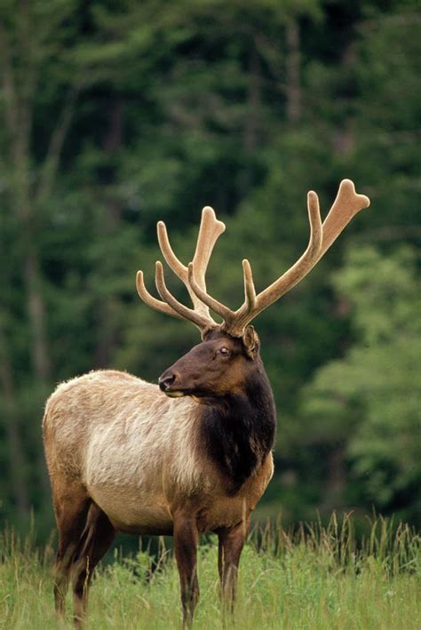 Elk Male Portrait Photograph By Gerry Ellis Pixels