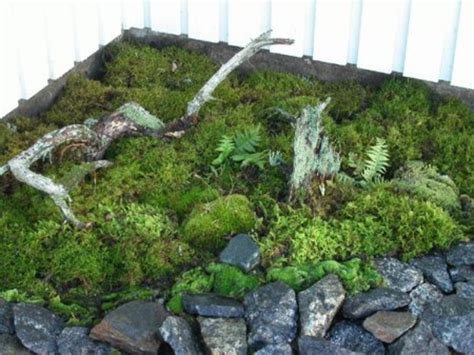 How To Create A Moss Garden For Beautiful Greenery Dengarden