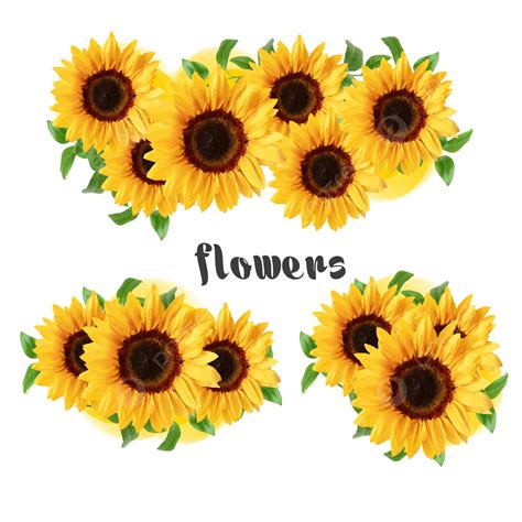 New Set Of Sunflowers Sun Flowers Sunflower Background Sunflower Png
